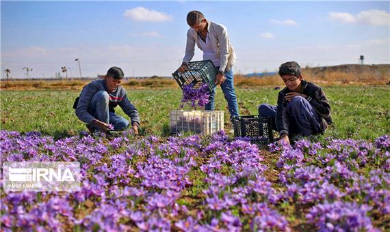 خرید حمایتی زعفران توسط دولت با هدف حمایت از تولیدکنندگان